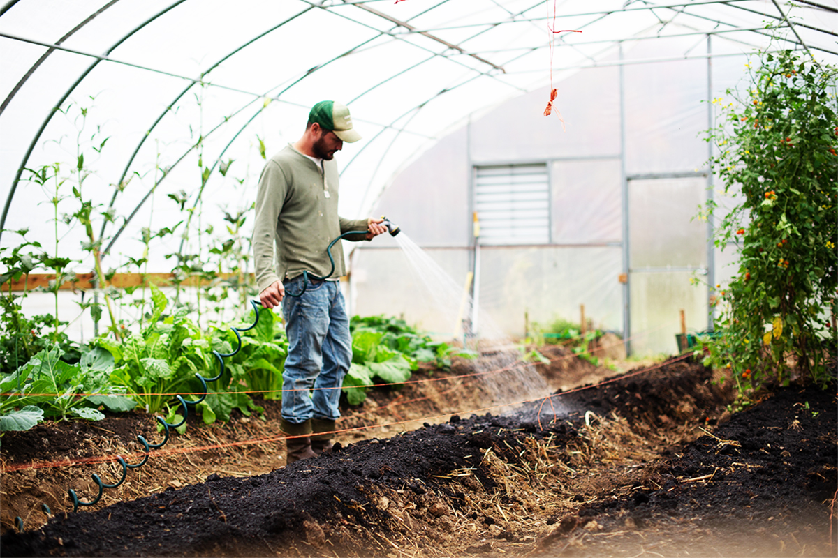 Man watering plants
