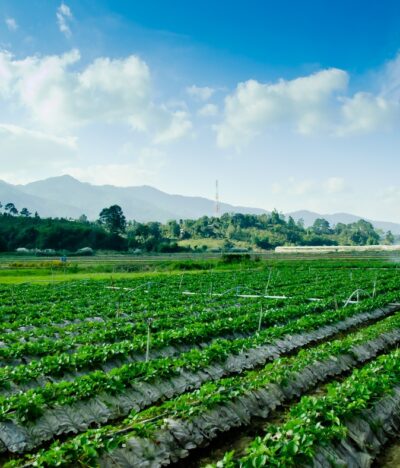 The Worldwide Food Traceability Industry is Expected to Reach $29.2 Billion by 2027
